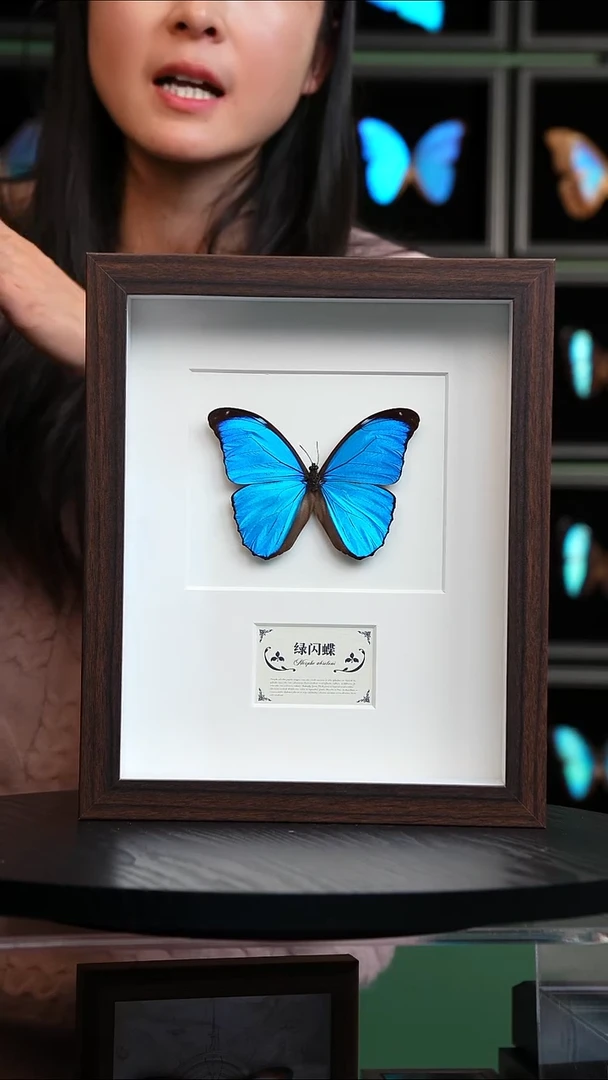 绿闪蝶标本摆件10寸框