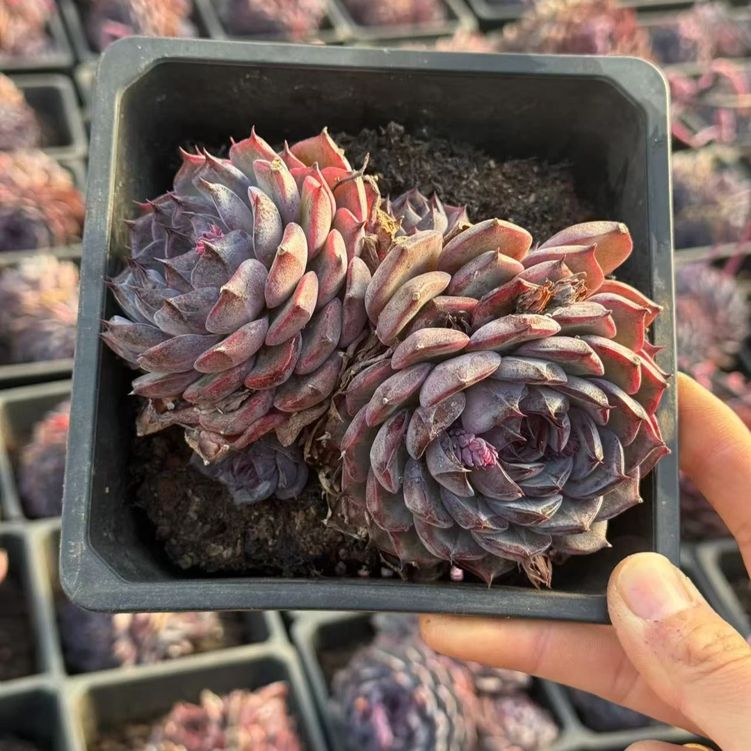 15#蓝色妖姬多肉植物前男友精品多肉