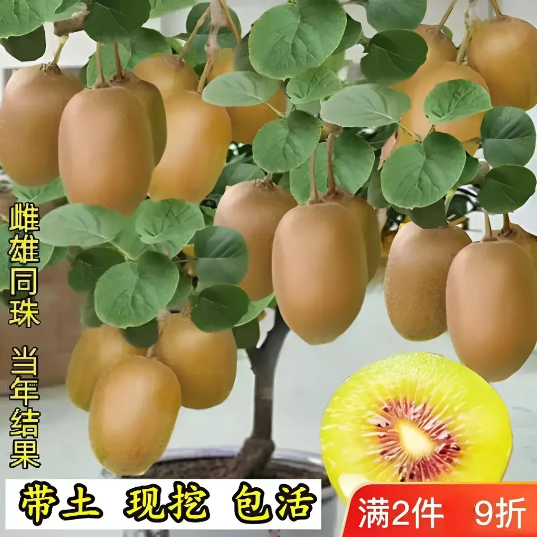 正宗猕猴桃苗耐寒嫁接红心猕猴桃当年结果带泥盆栽地栽果树苗大全