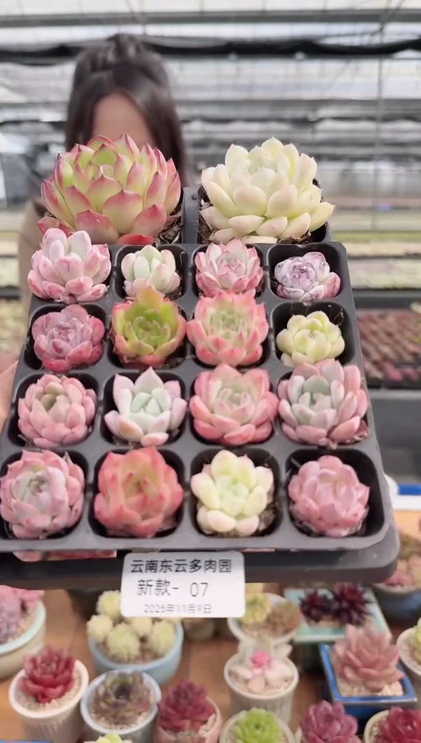 东云多肉园新款-07