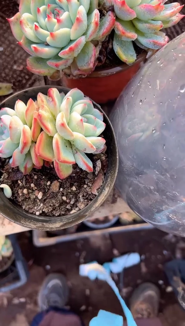 小*糊多肉植物一物一拍23285