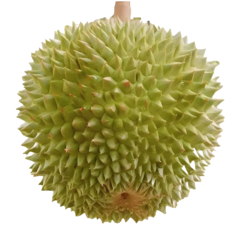 【次日达】 液氮冷冻黑刺榴莲 马来西亚黑刺D200榴莲 口感香甜软糯 核大 黑刺马来西亚黑刺马来西亚