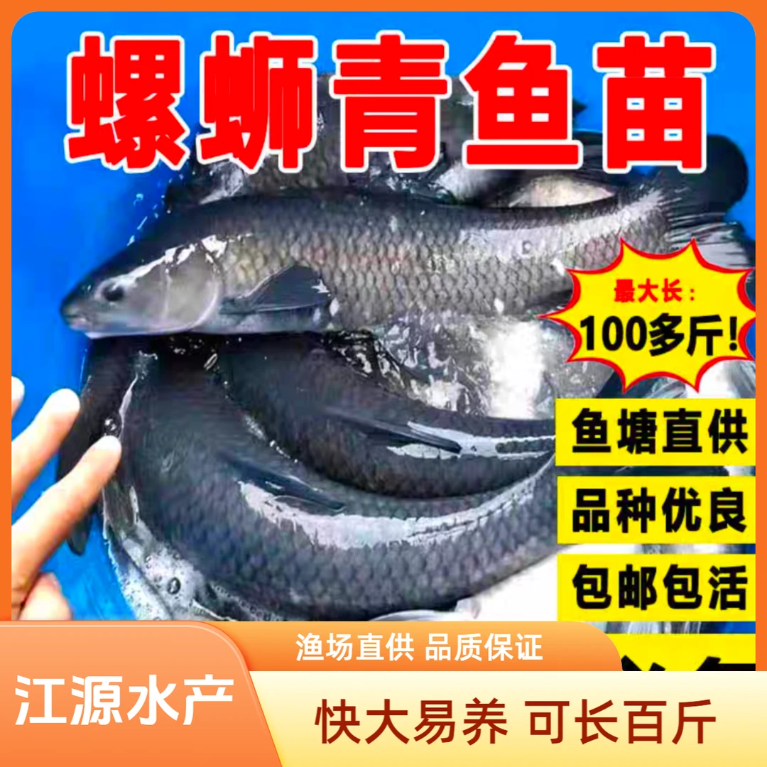 大规格青鱼苗螺丝青黑皖能吃田螺的黑皖