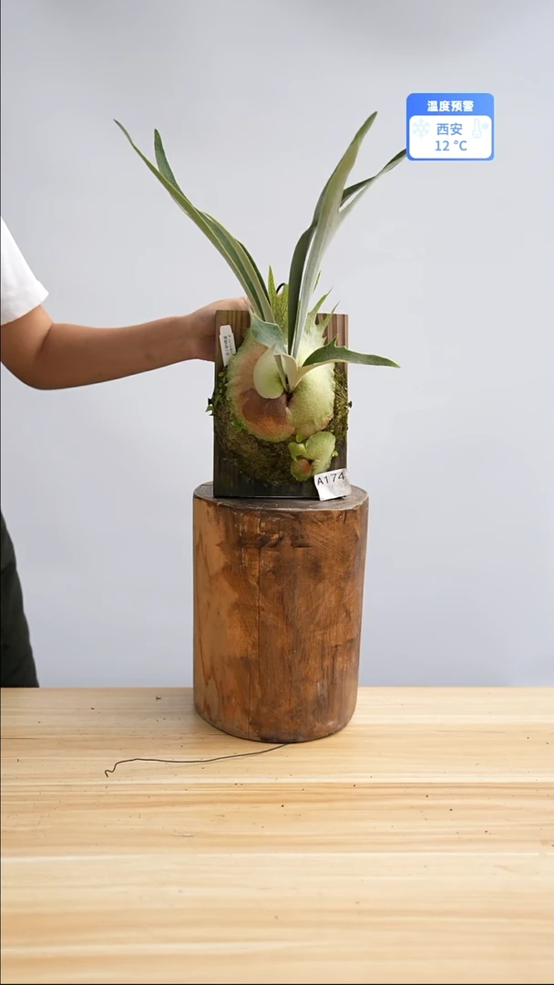 完全开放a174野银六号孢子苗板植带侧芽
