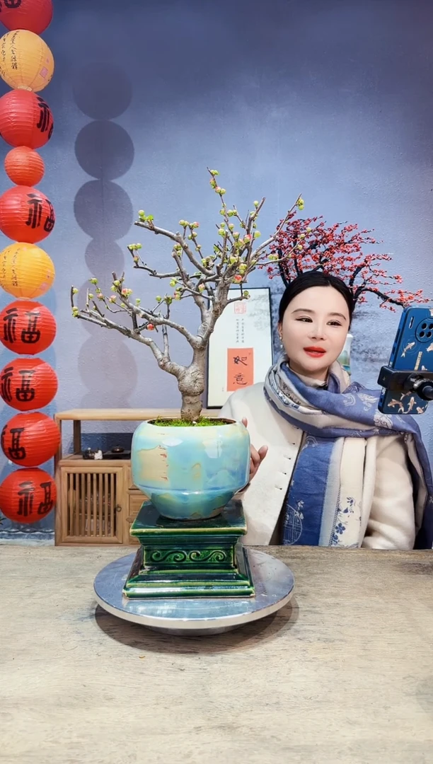 【闪购商品】盆景海棠 长寿冠