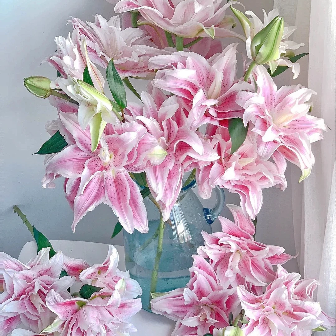 【AAA级】【稀有】三头伊莎贝拉重瓣百合3支 云南基地直发 家用鲜花