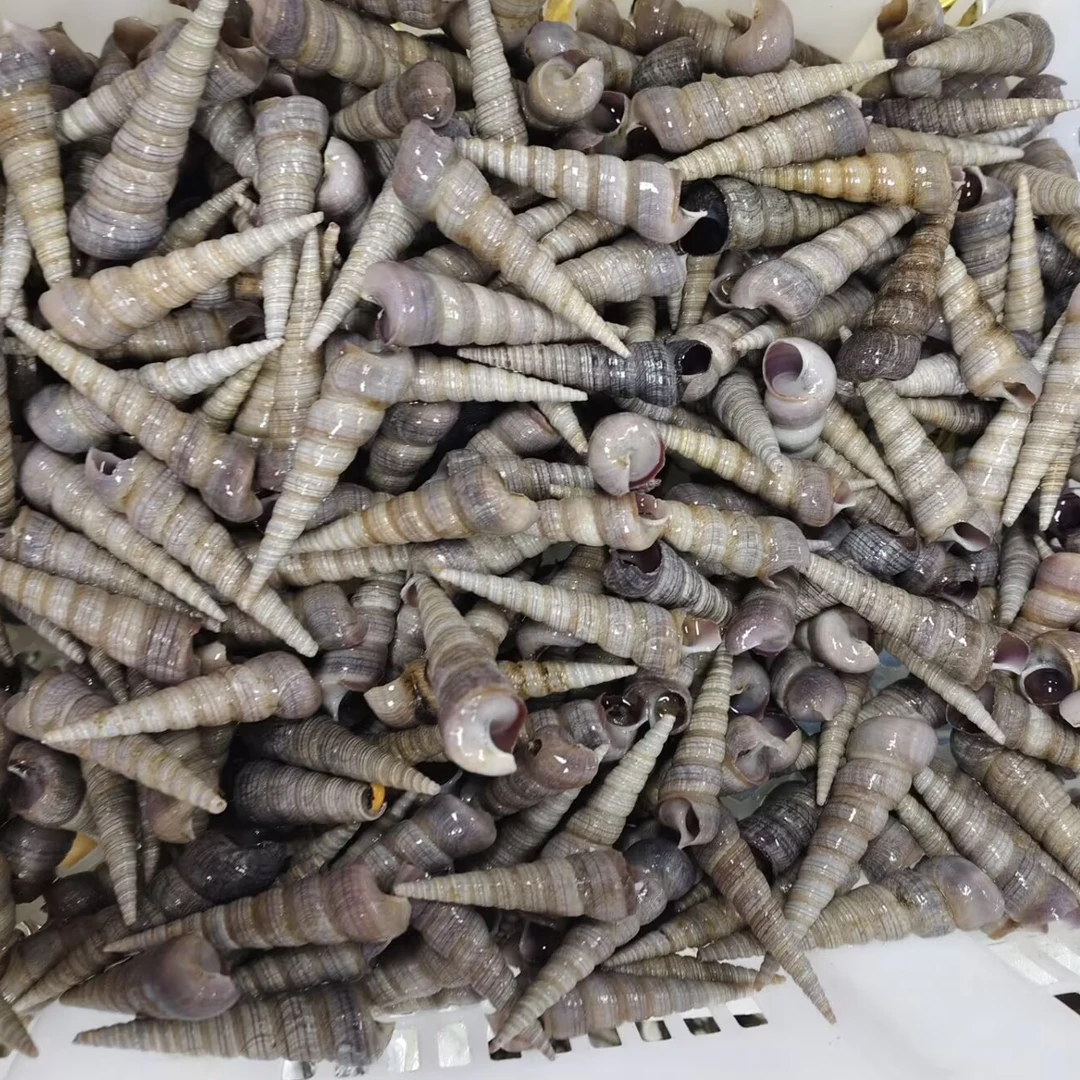 【热销】海鲜水产钉螺500g