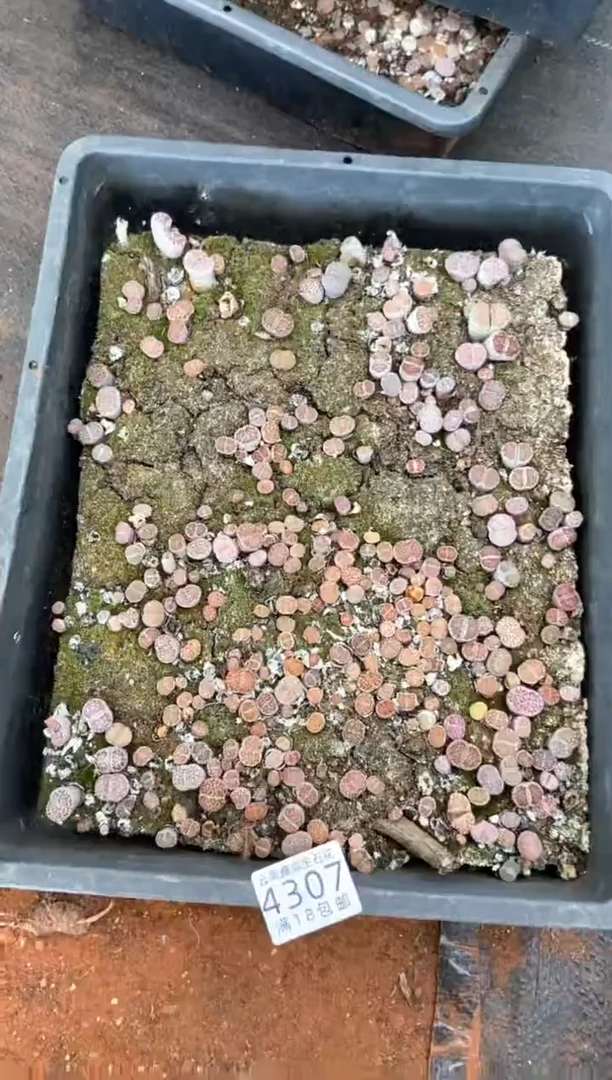 4307特价寿丽玉框有疤瑕疵带土不带盆发货