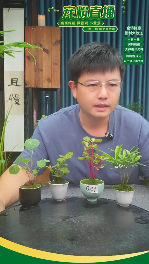 无花朵远**黛苔藓微景观041号