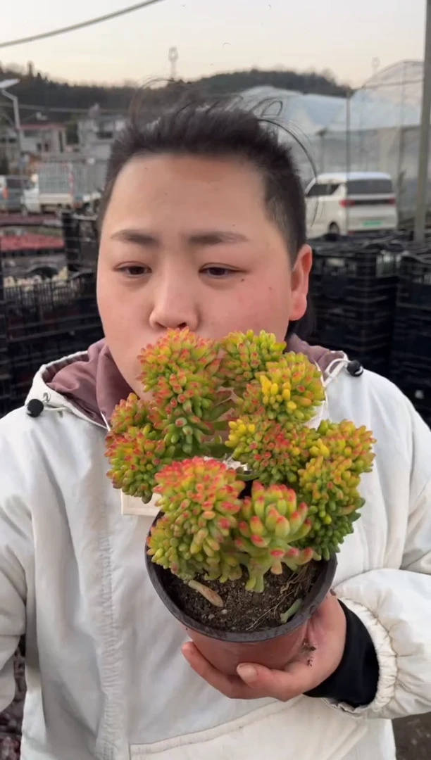 【闪购商品】25-春门缀16CM6.8