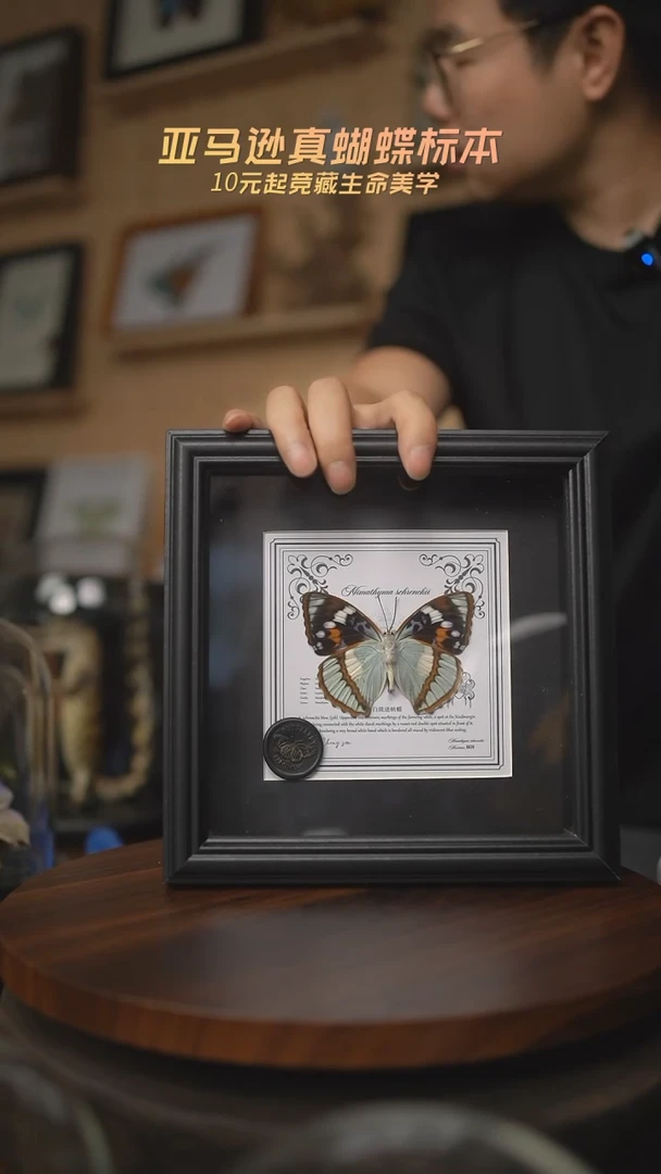 有机玻璃白斑迷蛱蝶方框