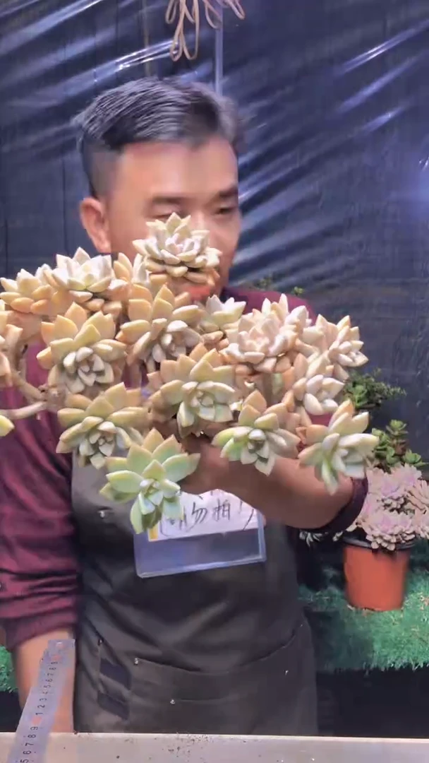 159淡雪缀化（一物一拍）