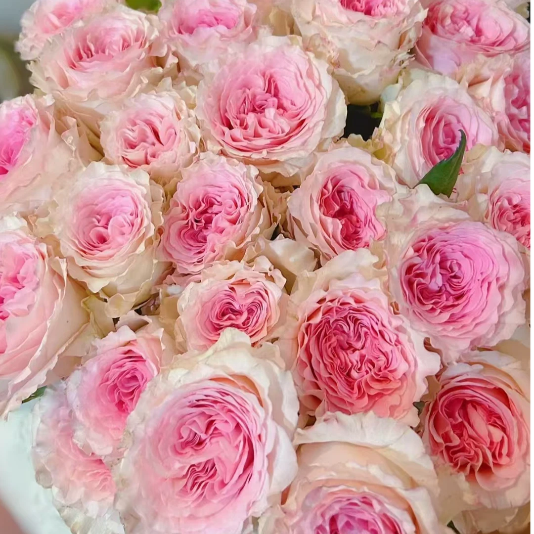 【洛神玫瑰】-云南基地直发-全场任意两单升级冷链快递