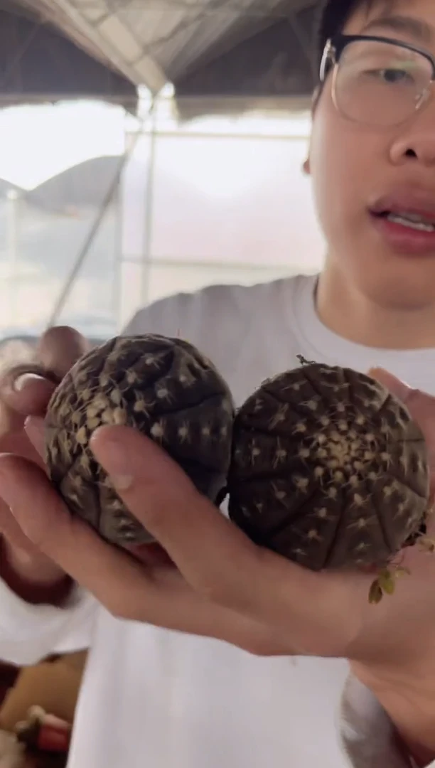 【闪购商品】4颗 实生根 拉根