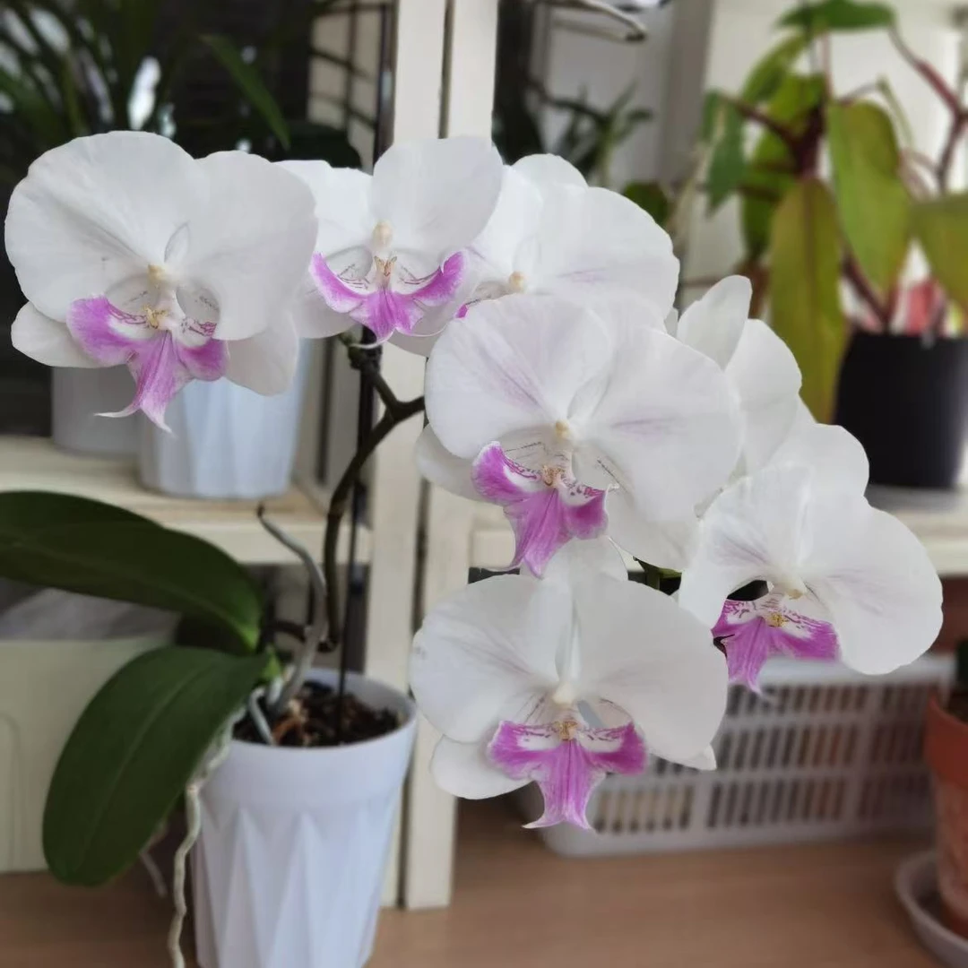 【茶花女】蝴蝶兰绿植花卉好养护盆栽