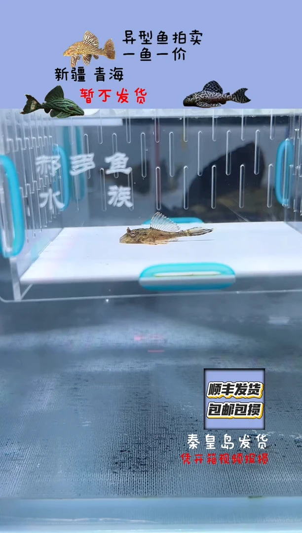 清道夫✨***条3+不包入缸损43