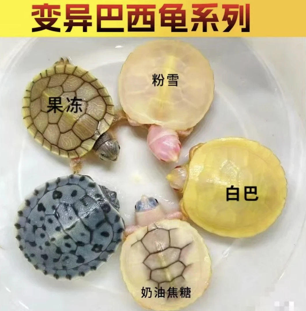 适合家养观赏活体果冻焦糖小乌龟乌龟宠物招财黄金变异深水巴西龟