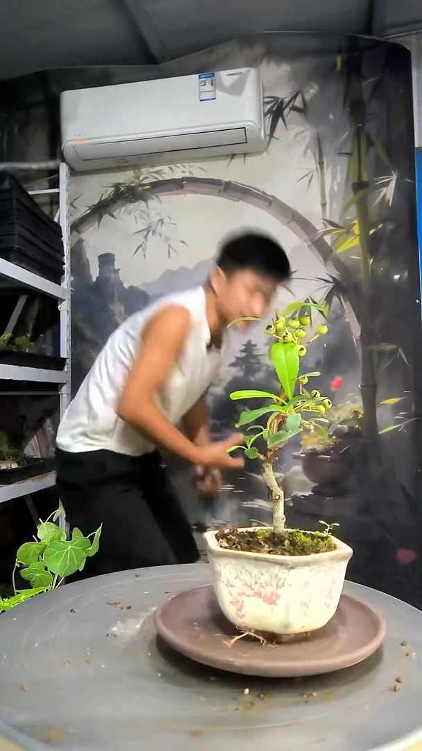飞**游中青园艺一物一拍53