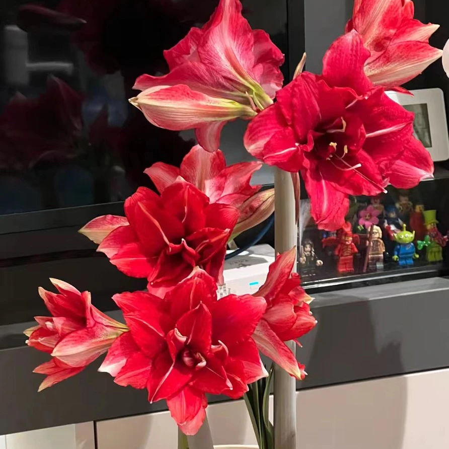 逸植朱顶红《混合球不同品种或同品种》种球2号