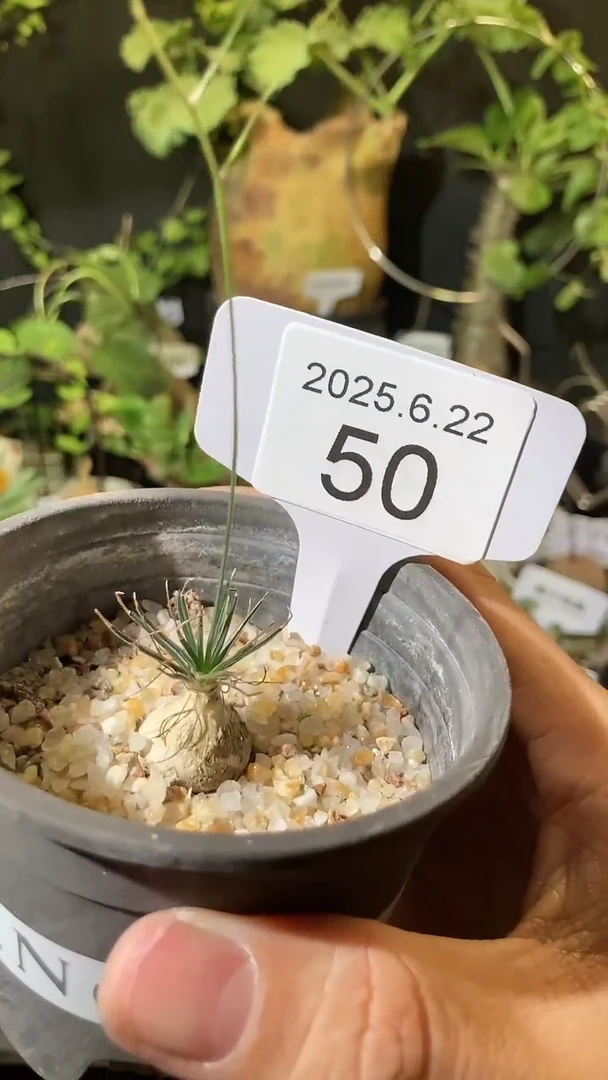 50号622福利迷你海葱