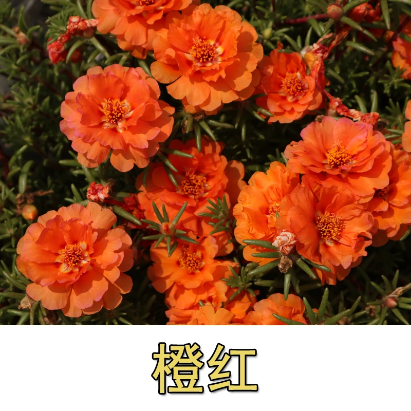 橙红色整棵土球发货结籽重瓣带花苞太阳花苗混色四季开花养活耐热