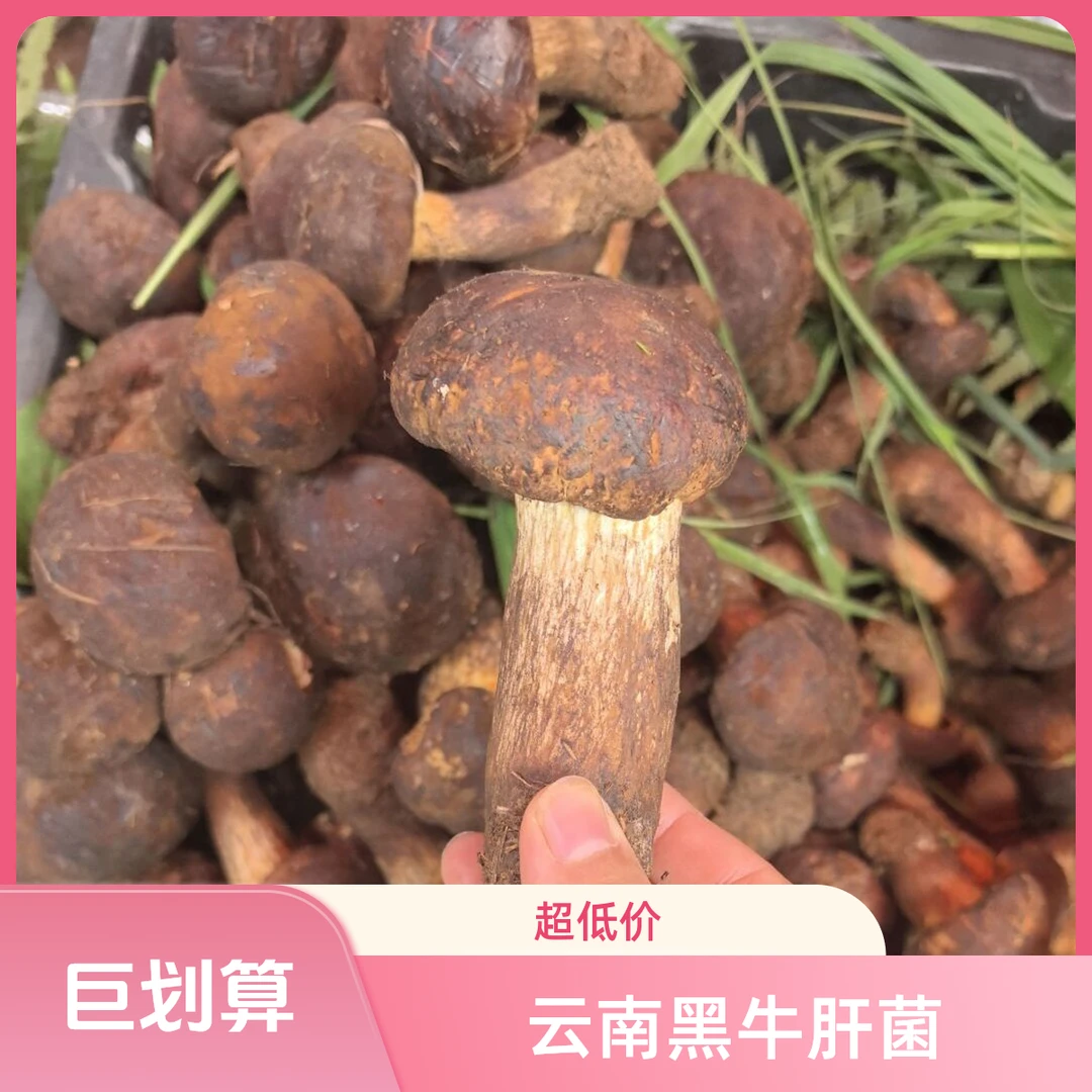 黑牛肝菌云南野生生食用蘑菇顺丰冷链发货农家美味食材新鲜野生菌