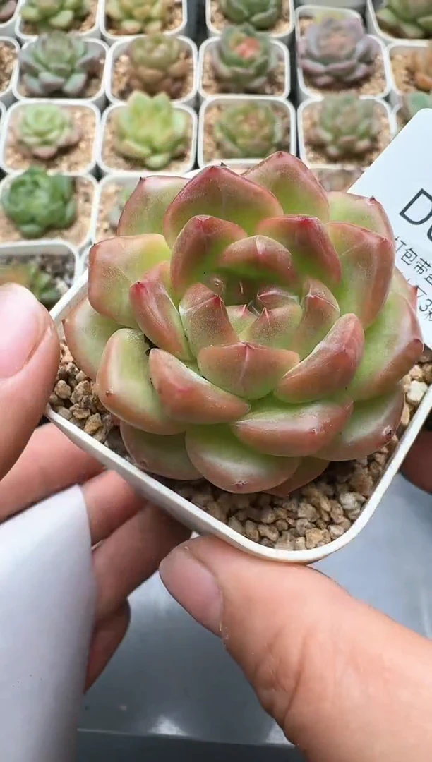 561D云禹多肉植物 带盆土纸巾打包 3颗包邮