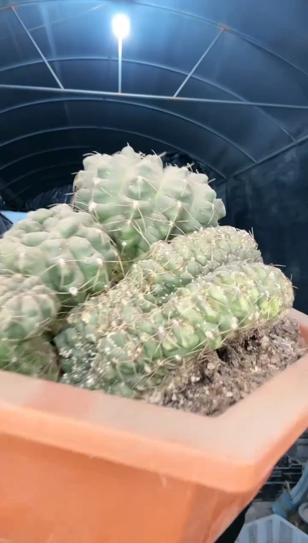 【闪购商品】缀化有借壳虫1111111