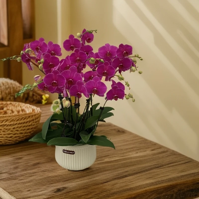 【恭喜发财】蝴蝶兰 好养耐养花期长 苗情优质 基地直发