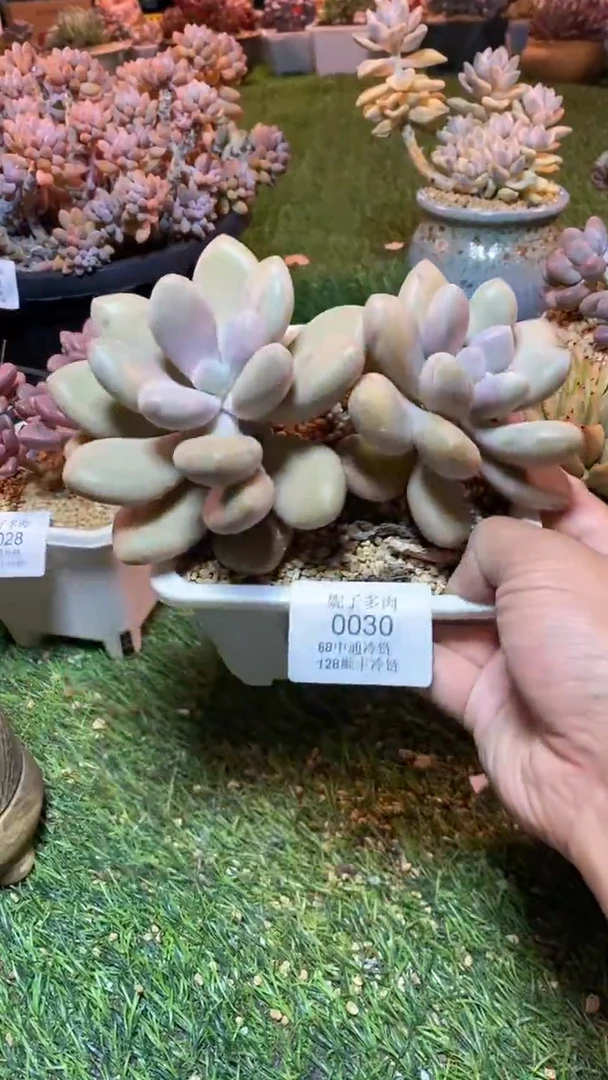 0030（满28包邮发货）