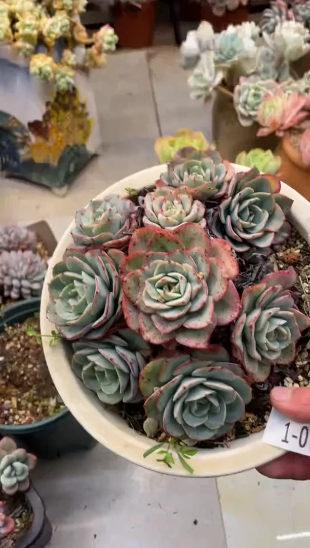 【闪购商品】1-79黄桃