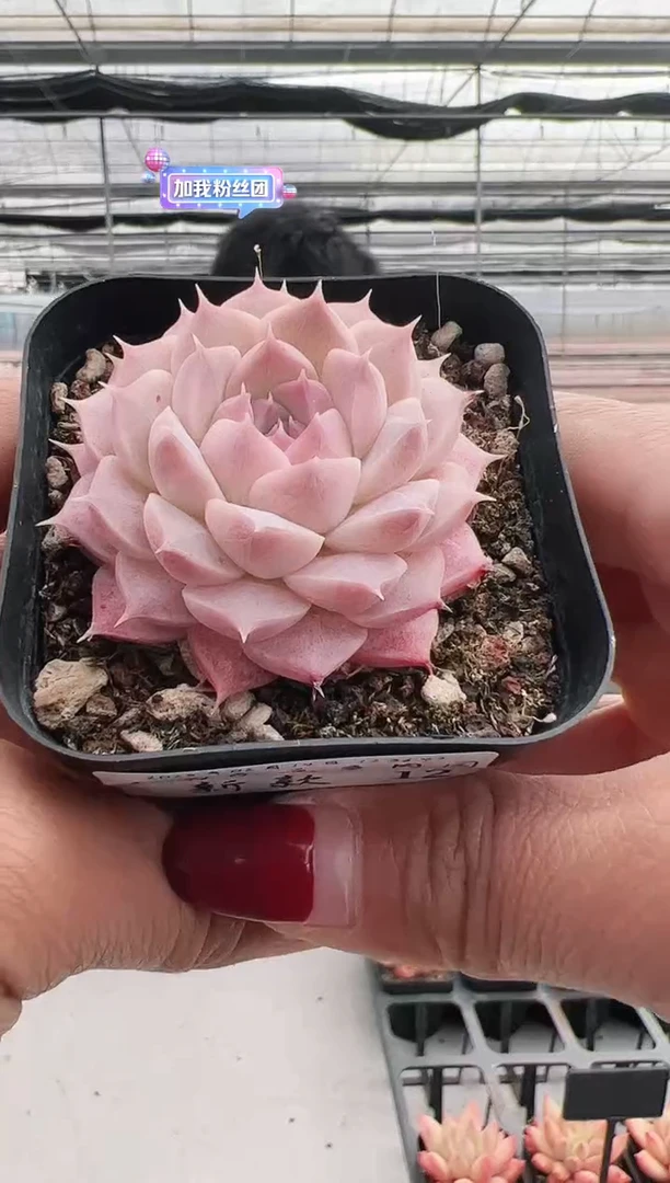 【闪购商品】新款多肉-12