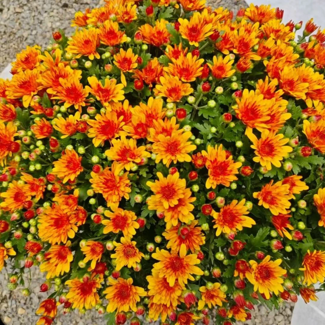 【光辉】球菊千头菊盆栽花苗四季开易爆盆好养