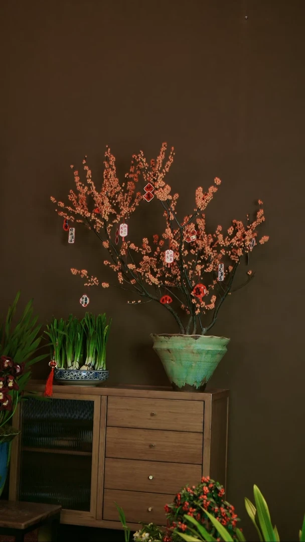 【闪购商品】盆景橙冬青