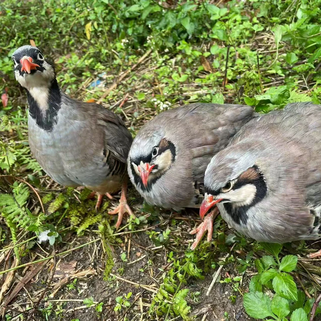 （小杨专属）宠物鸡生鲜咕咕鸡呱呱鸡
