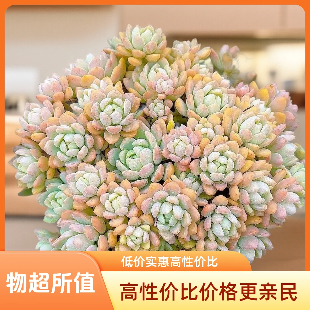 大群桃酥脱土 小谢多肉拍空气多肉植物耐旱包邮  以直播展示为准