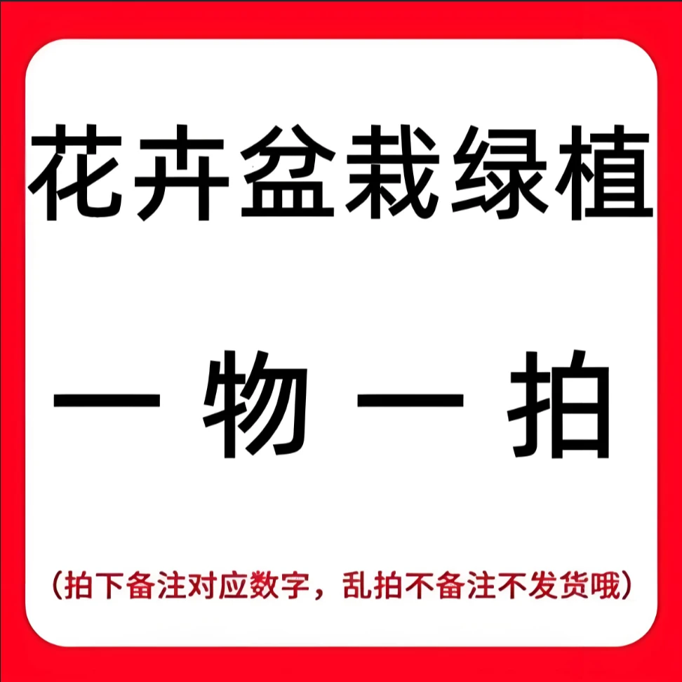 一物一拍曼地亚红豆杉