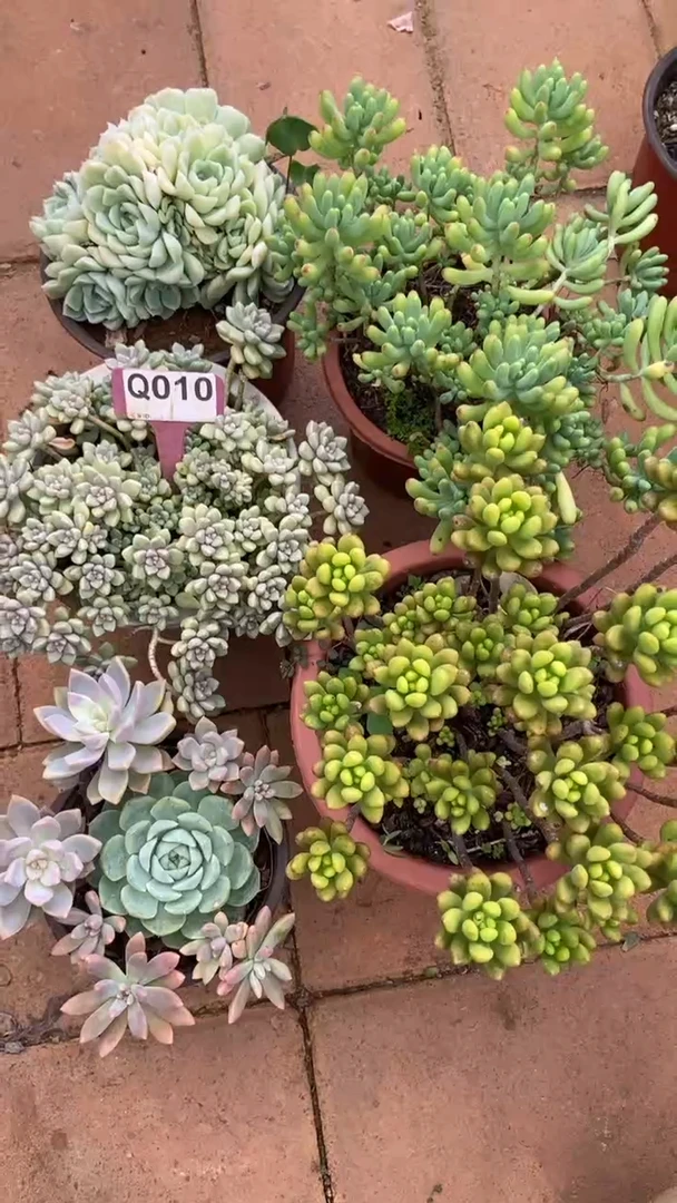Q010多肉组合默认脱土发货