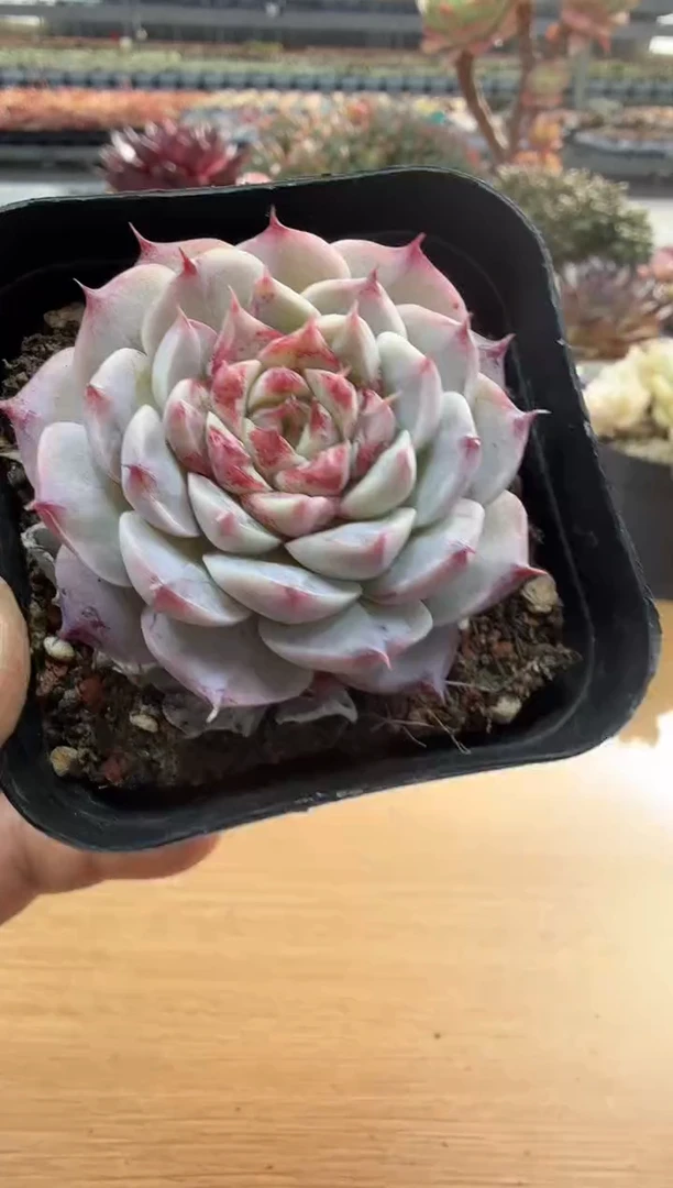 东云多肉园二店-163