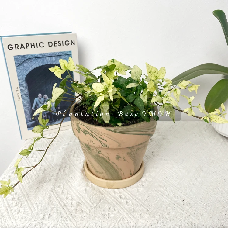 雪之华常春藤 稀有锦化室内垂吊绿植 耐寒耐热易养 清新阳台装饰