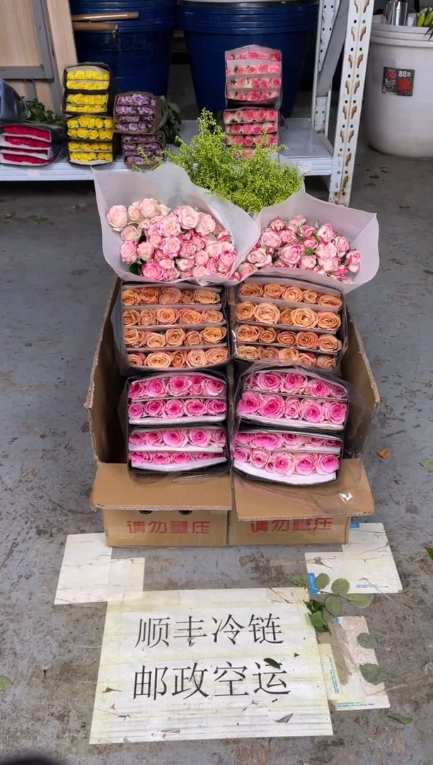 卡布20枝+骄傲20枝+折射10枝+黄莺