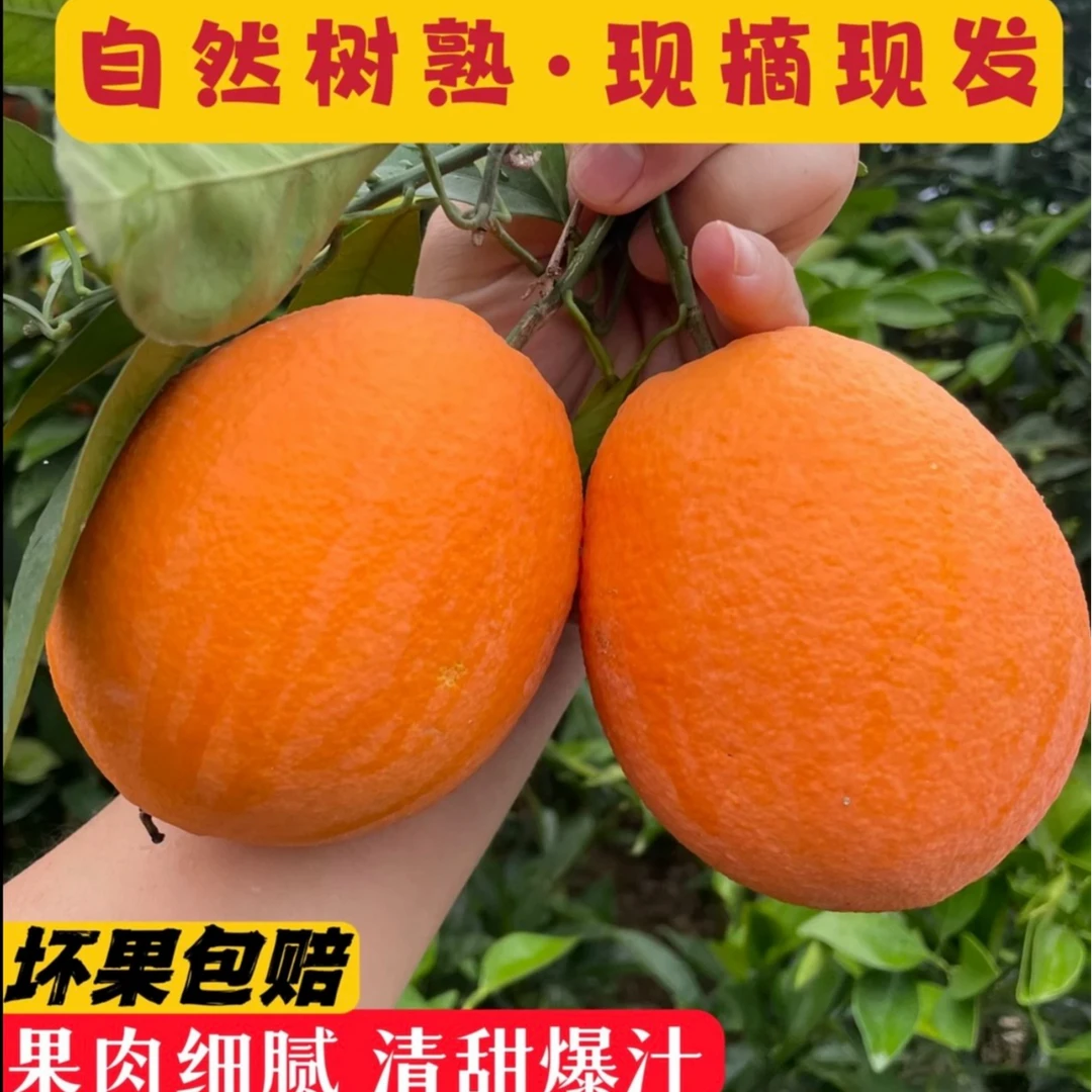 （京东）十年老树果正宗奉节脐橙纽荷尔现摘现发新鲜橙子
