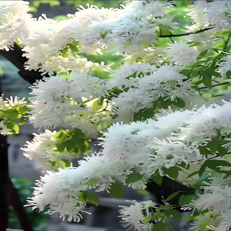 庭院植物耐寒花园植物流苏树苗四月开花白色花量大流苏花树四月雪