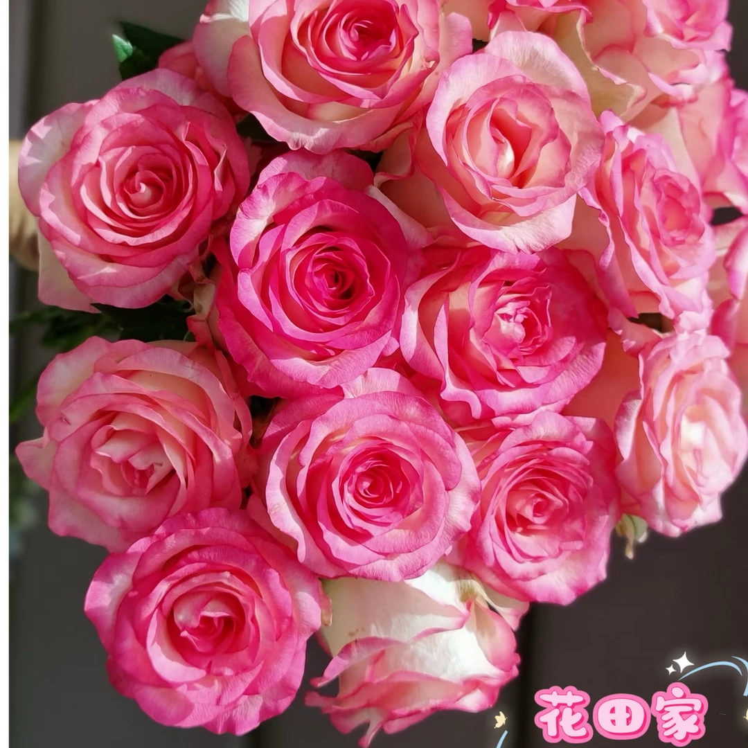 【香槟艾莎玫瑰组合】花田家玫瑰花