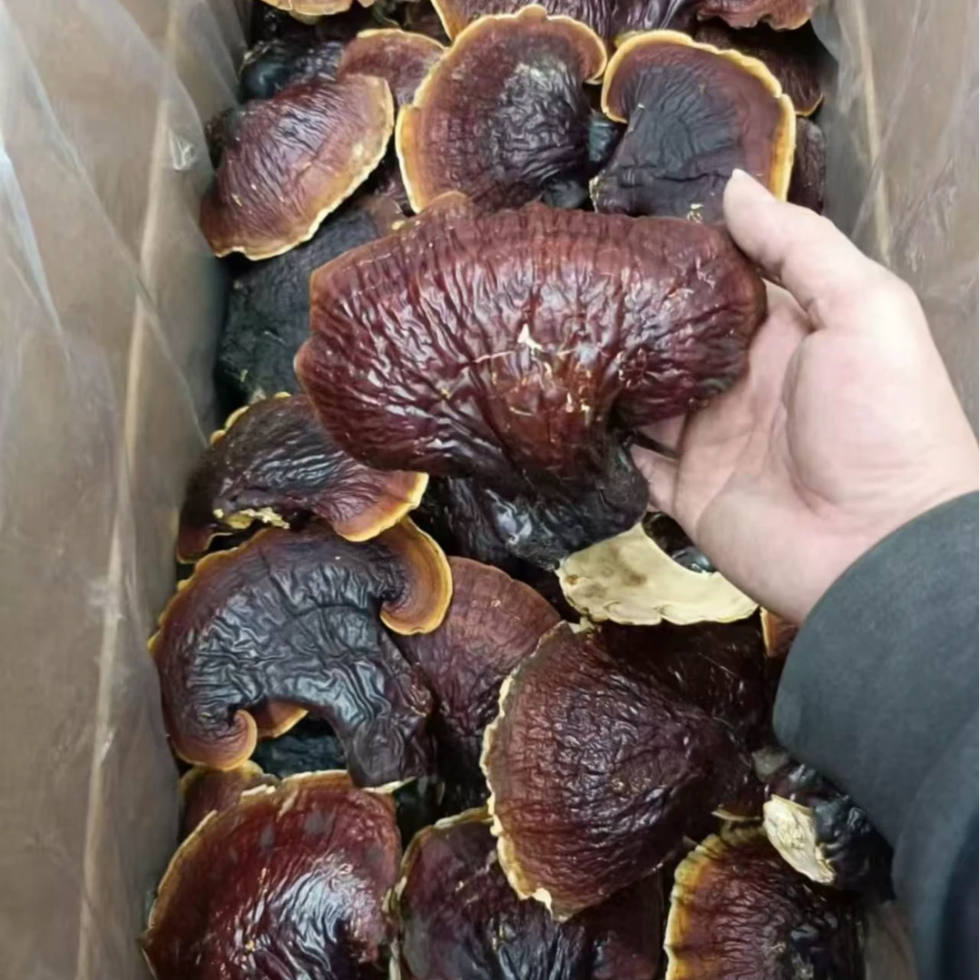 【松衫灵芝】云南山货溯源产地直发