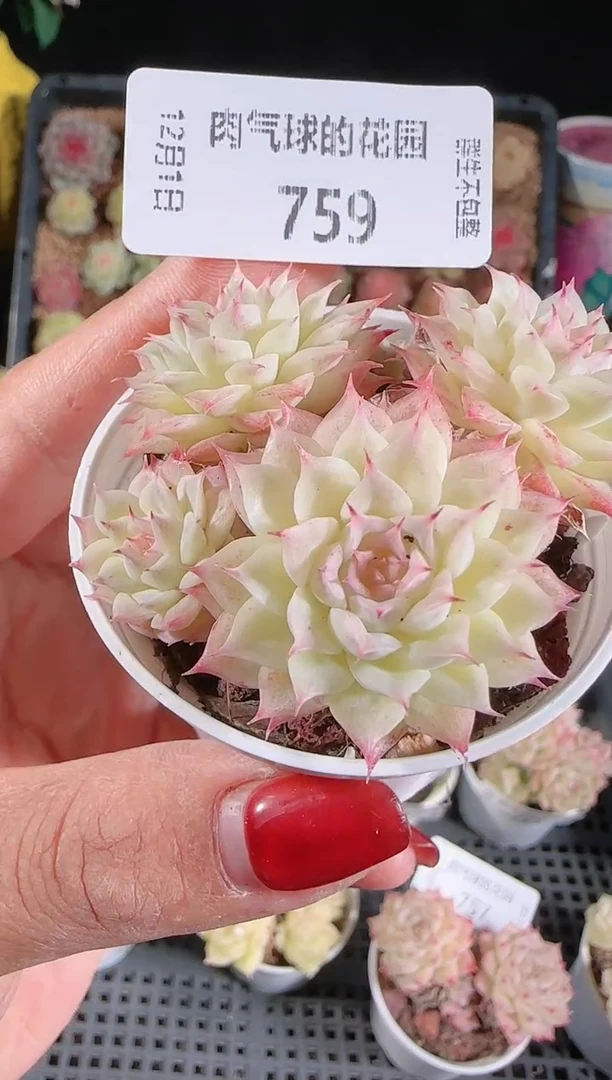 1201-759多肉群生不包整