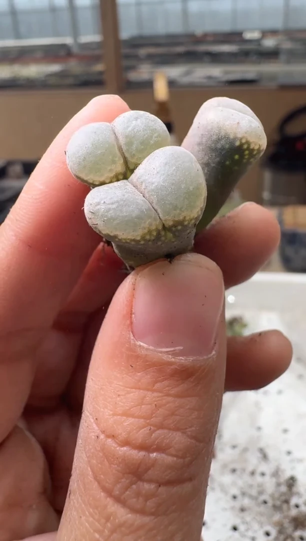 29-81多肉植物肉锥