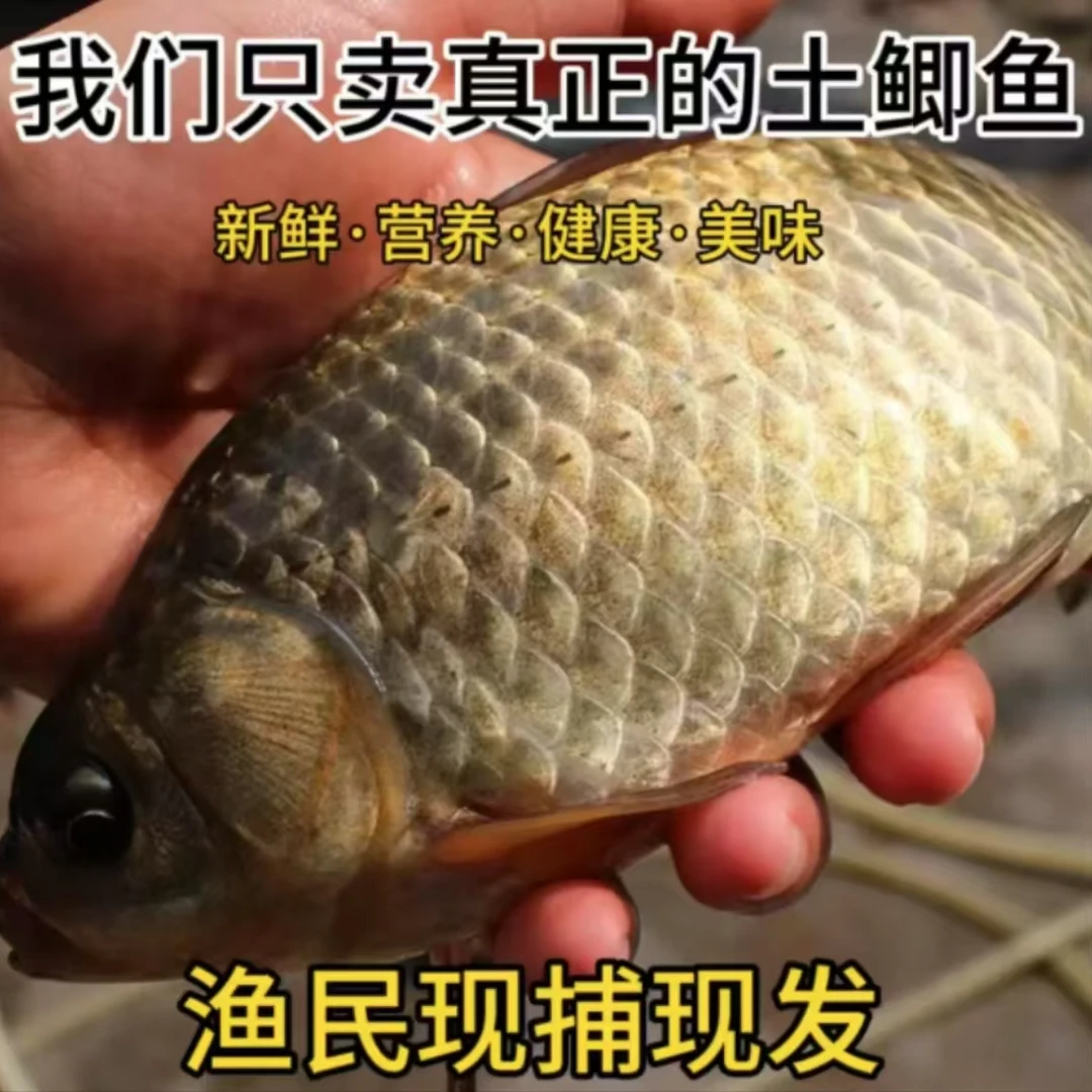 微山湖纯野生鲫鱼特大号一斤2条顺丰包邮