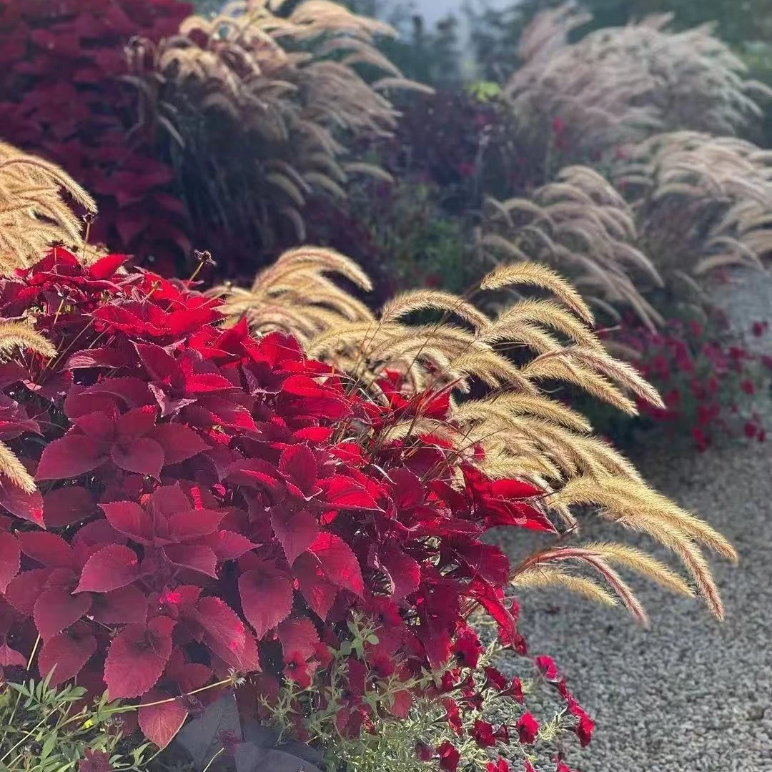 【彩叶草】四季观叶花园调色板耐寒耐热好养易活室外阳台庭院盆栽