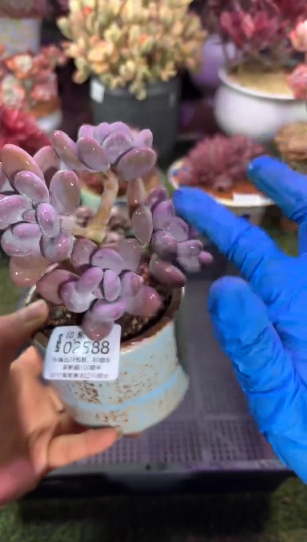 【闪购商品】02588